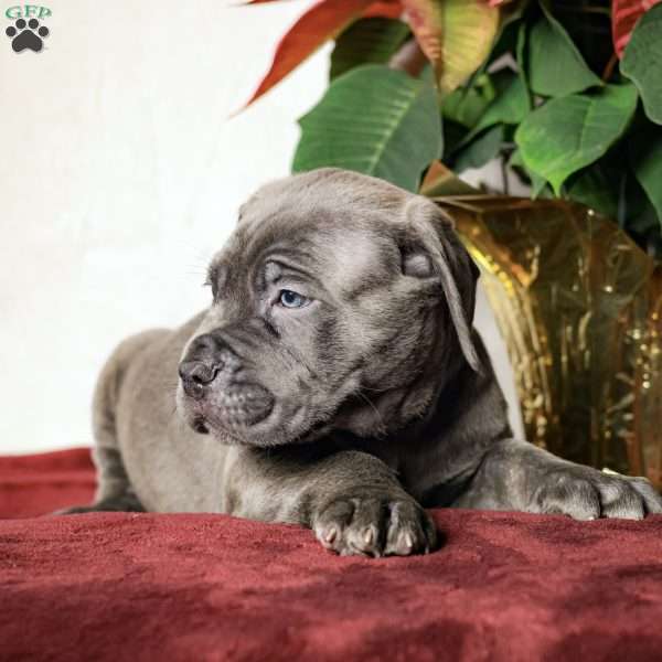 Elvis, Cane Corso Puppy